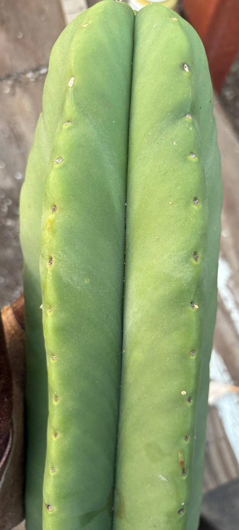 #EC306 EXACT Trichocereus Scopulicola Scop Patrick Noll Cactus Cuttings-Cactus - Large - Exact-The Succulent Source