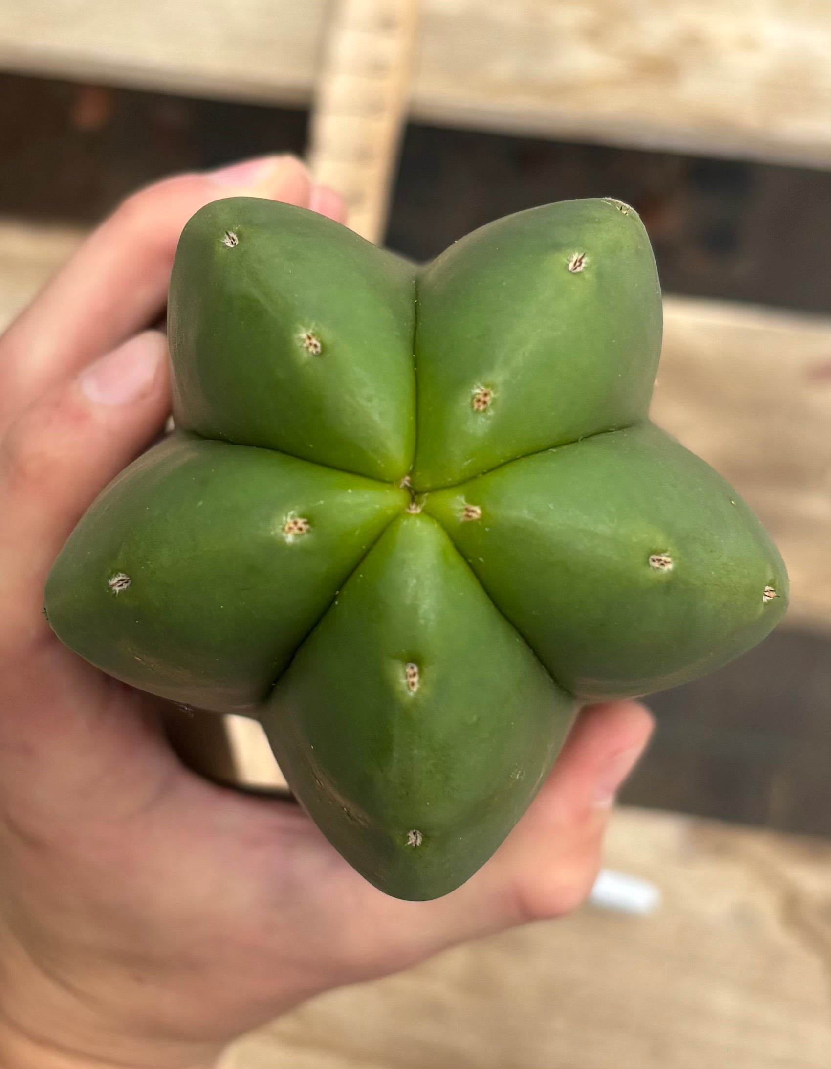 San Pedro Cactus for Sale Trichocereus