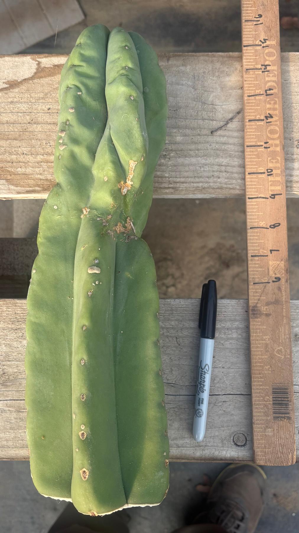 #EC306 EXACT Trichocereus Scopulicola Scop Patrick Noll Cactus Cuttings-Cactus - Large - Exact-The Succulent Source