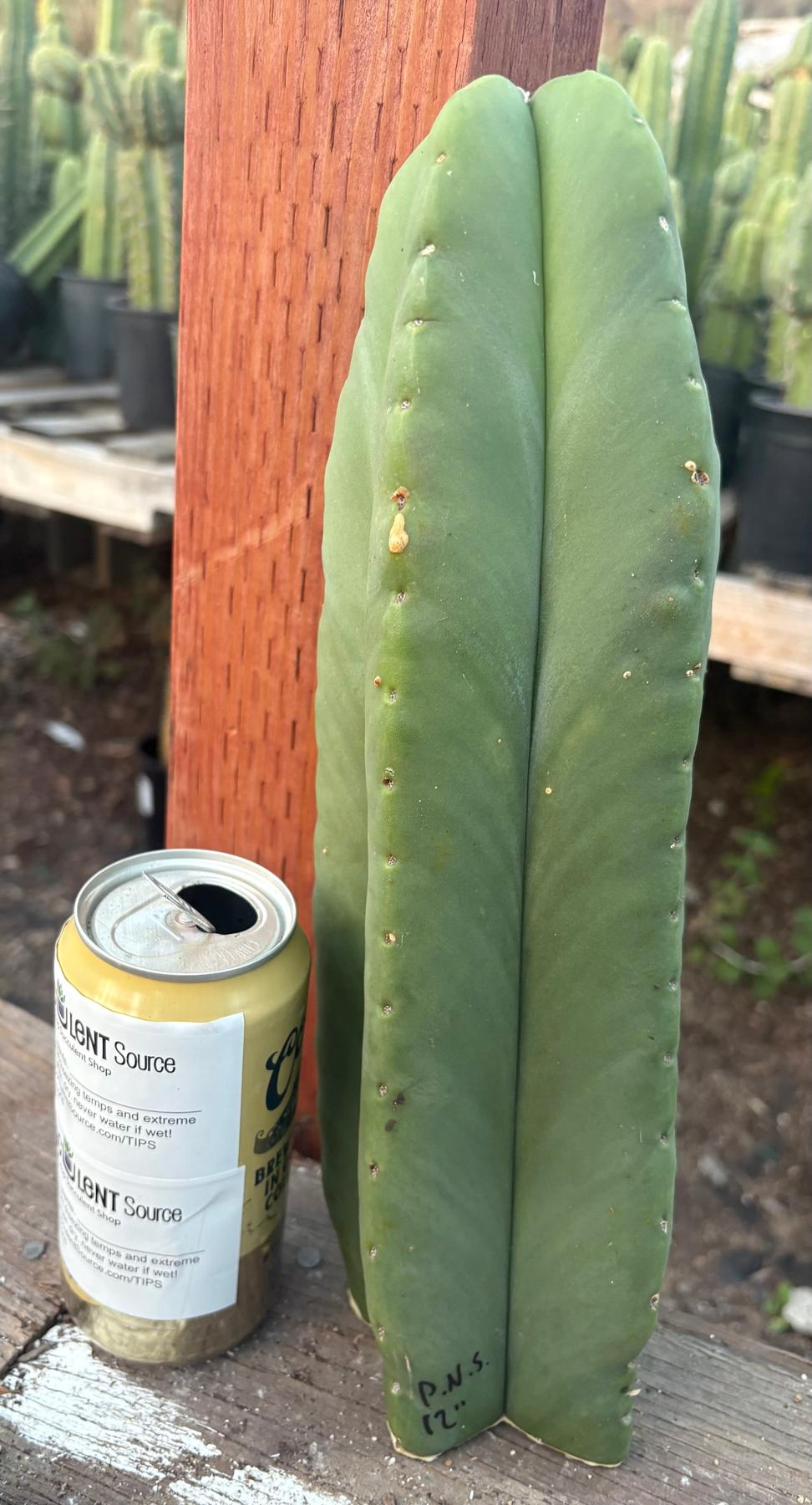 #EC306 EXACT Trichocereus Scopulicola Scop Patrick Noll Cactus Cuttings-Cactus - Large - Exact-The Succulent Source