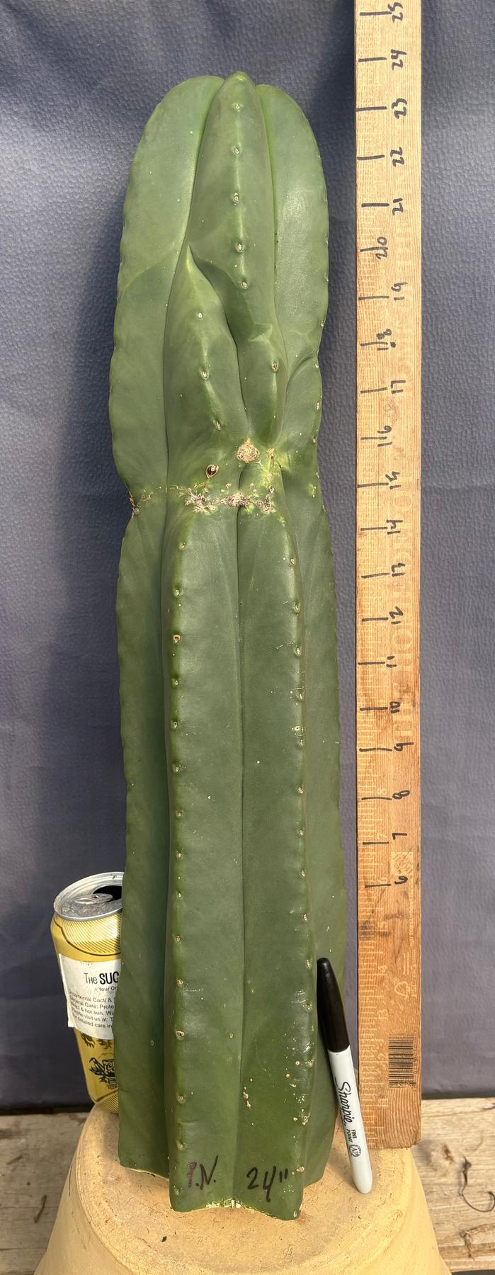 #EC306 EXACT Trichocereus Scopulicola Scop Patrick Noll Cactus Cuttings-Cactus - Large - Exact-The Succulent Source