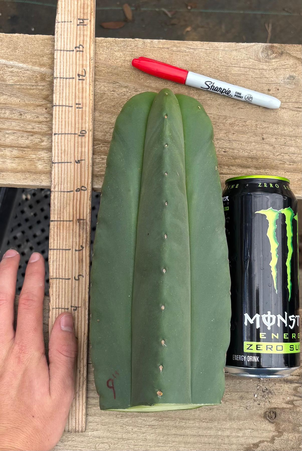 San Pedro Cactus for Sale Trichocereus