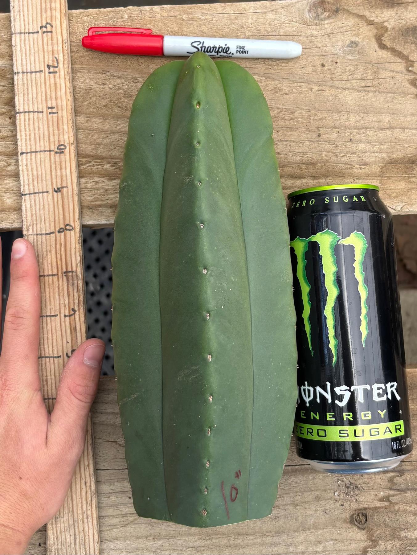 #EC306 EXACT Trichocereus Scopulicola Scop Patrick Noll Cactus Cuttings-Cactus - Large - Exact-The Succulent Source