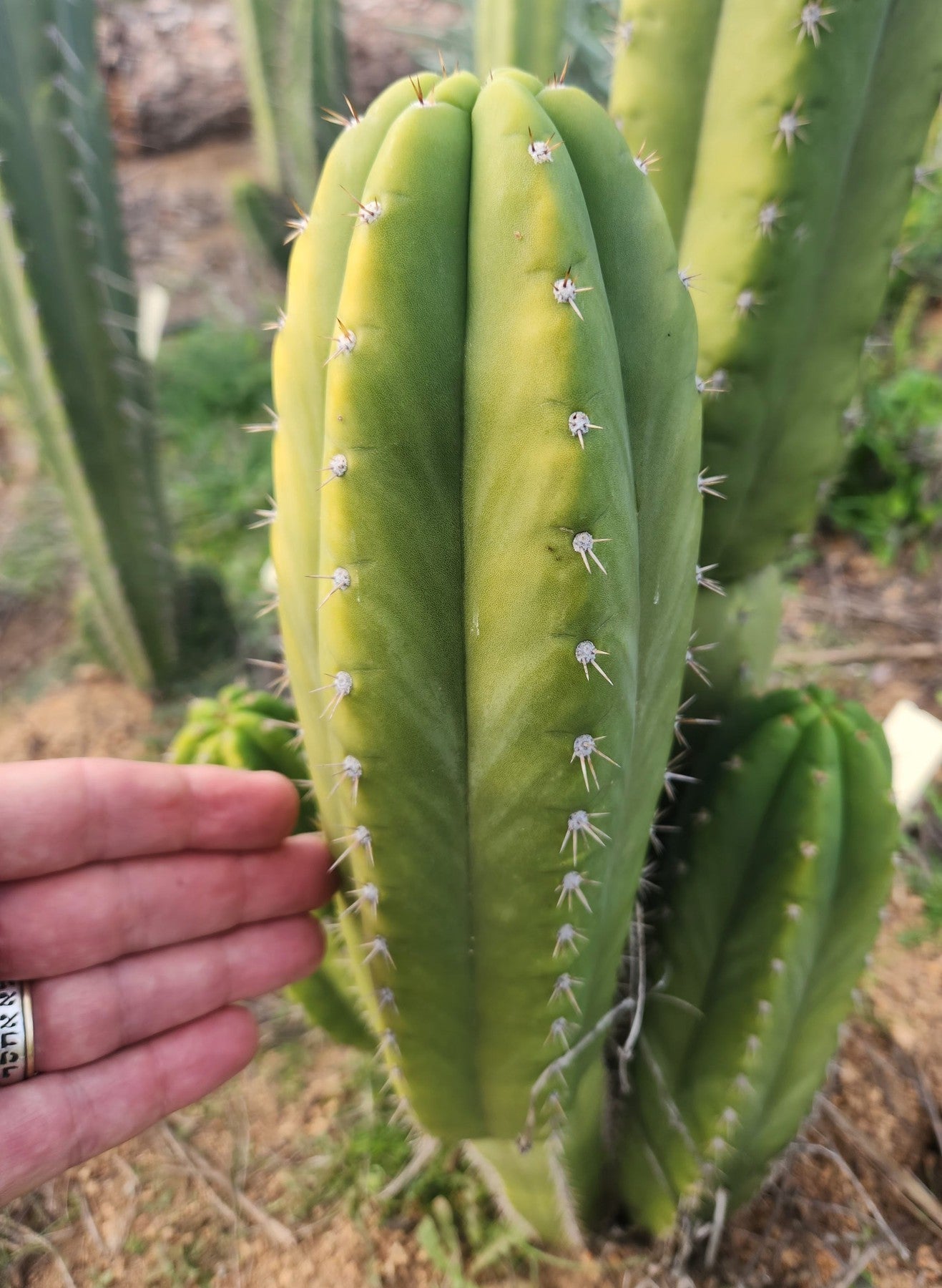 #EC307 EXACT Trichocereus Pachanoi Kunaq OP Chavin Ornamental Cactus CUTTING 7-8"-Cactus - Large - Exact-The Succulent Source