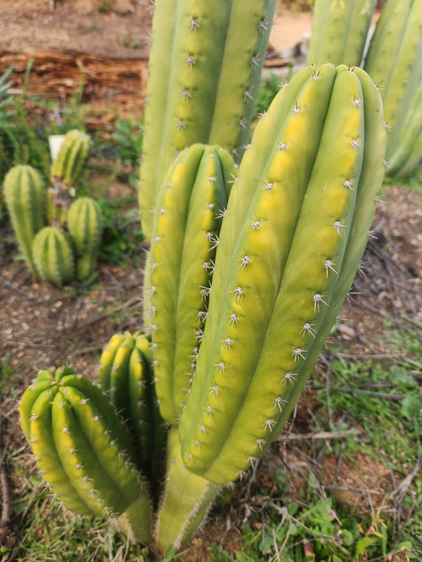 #EC307 EXACT Trichocereus Pachanoi Kunaq OP Chavin Ornamental Cactus CUTTING 7-8"-Cactus - Large - Exact-The Succulent Source