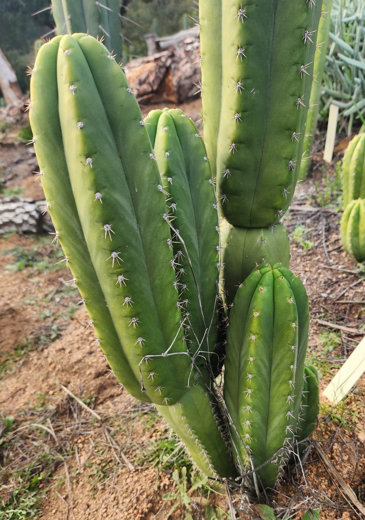 #EC307 EXACT Trichocereus Pachanoi Kunaq OP Chavin Ornamental Cactus CUTTING 7-8"-Cactus - Large - Exact-The Succulent Source