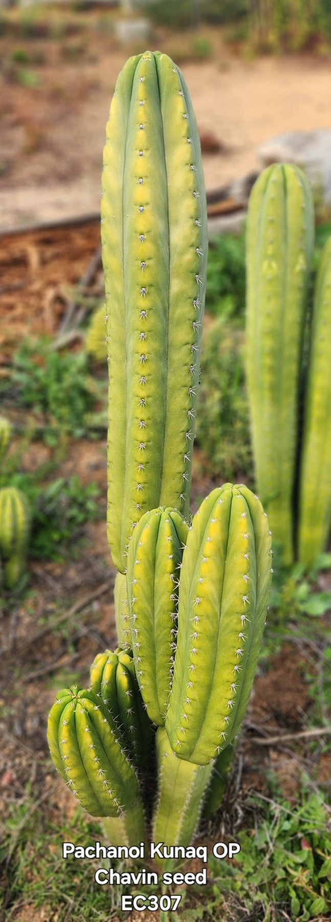#EC307 EXACT Trichocereus Pachanoi Kunaq OP Chavin Ornamental Cactus CUTTING 7-8"