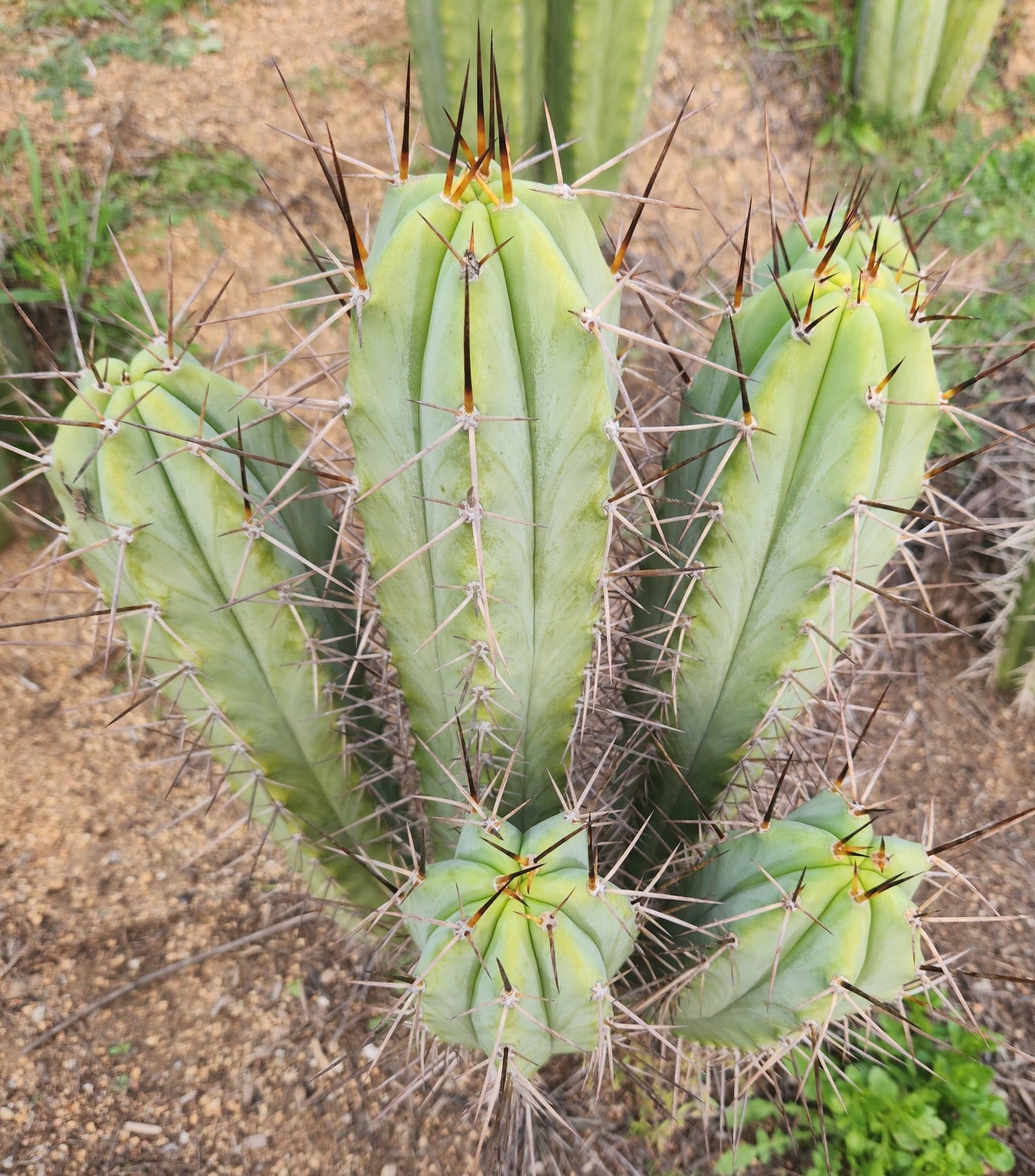 #EC308 EXACT Trichocereus Cordobensis Super Pedro X J8 Cactus Cutting 7-8"-Cactus - Large - Exact-The Succulent Source