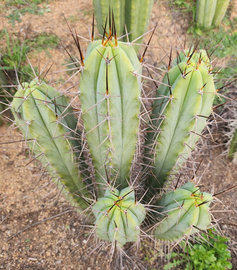 #EC308 EXACT Trichocereus Cordobensis Super Pedro X J8 Cactus Cutting 7-8"