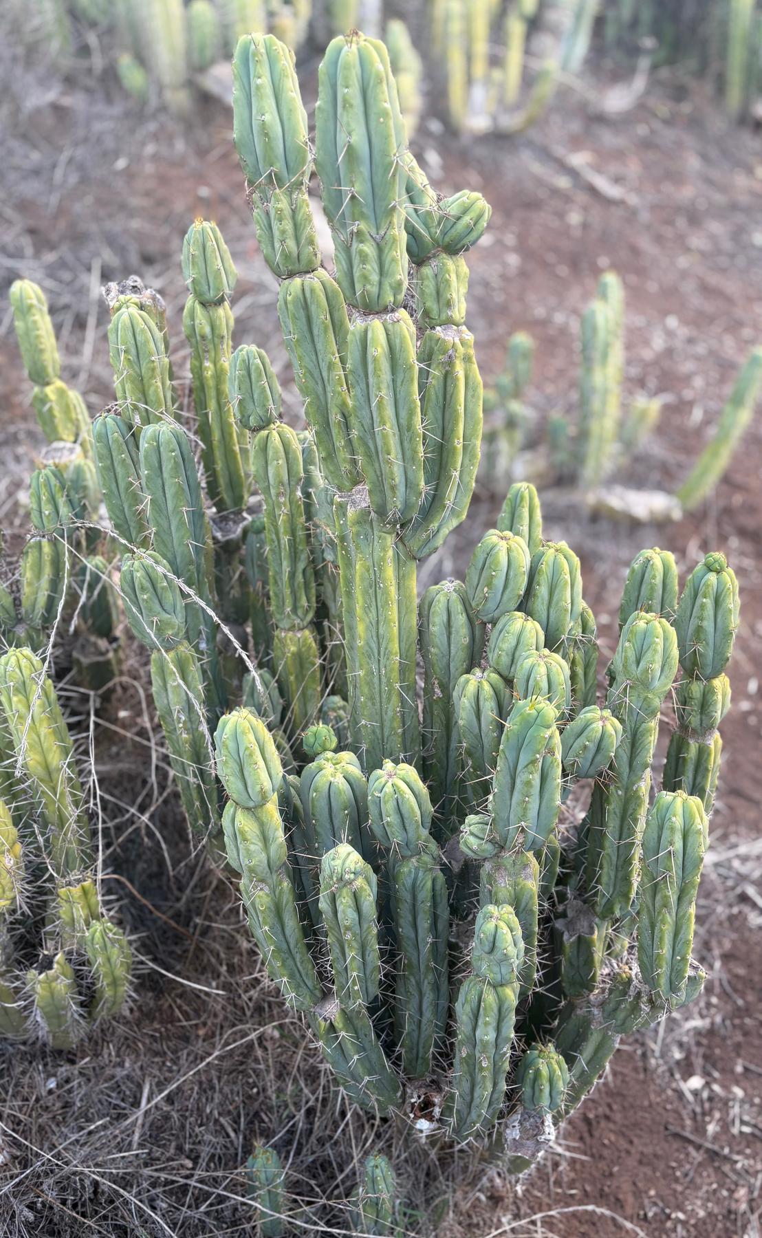 #EC309 EXACT Trichocereus Bridgesii Jiimz Cactus Cutting 12” approx-Cactus - Large - Exact-The Succulent Source
