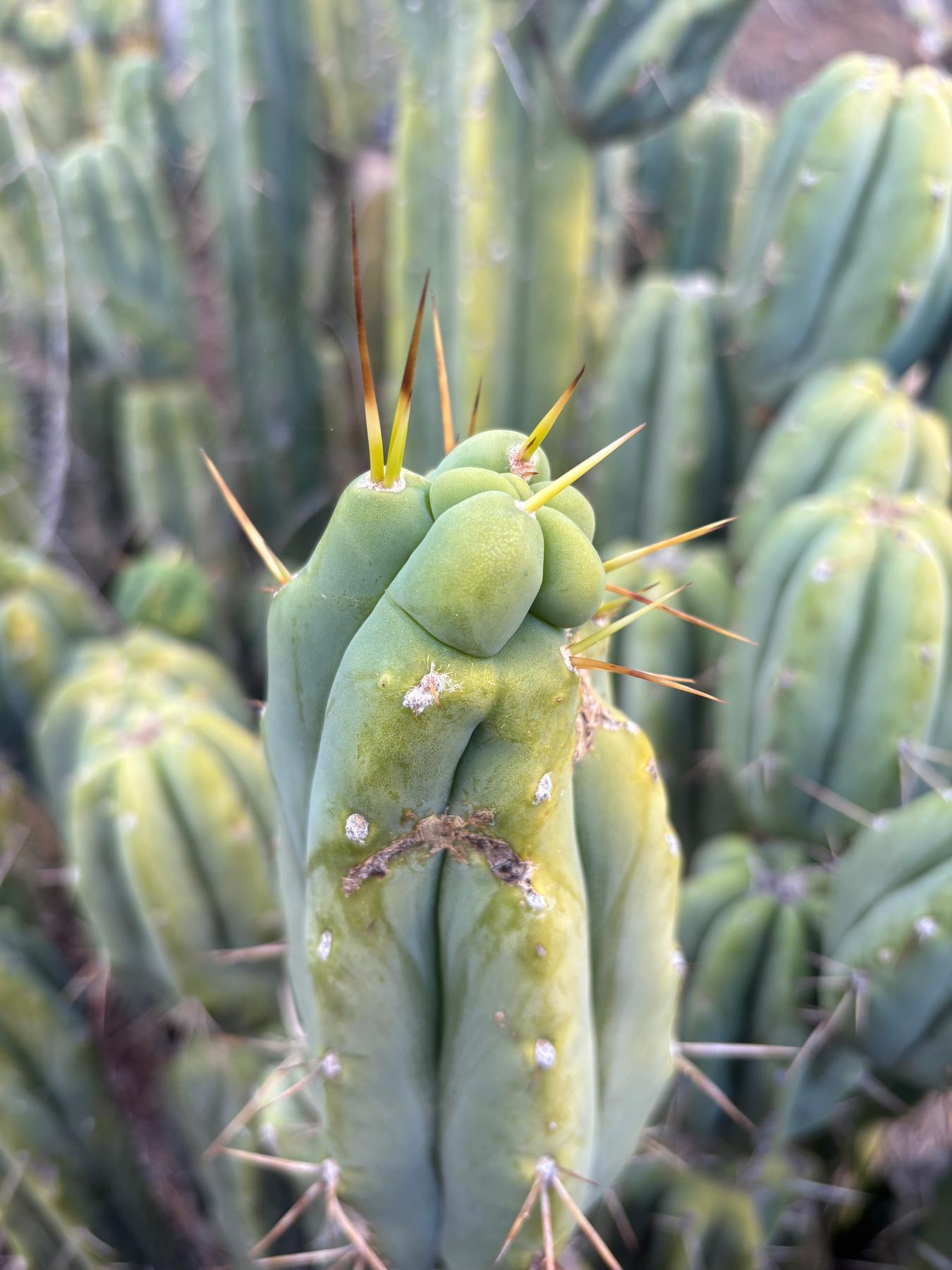 #EC309 EXACT Trichocereus Bridgesii Jiimz Cactus Cutting 12” approx-Cactus - Large - Exact-The Succulent Source