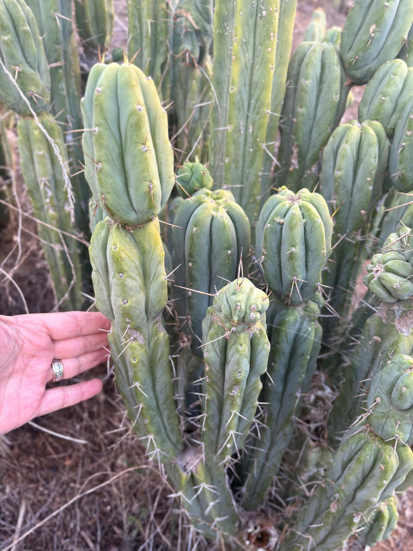 #EC309 EXACT Trichocereus Bridgesii Jiimz Cactus Cutting 12” approx-Cactus - Large - Exact-The Succulent Source