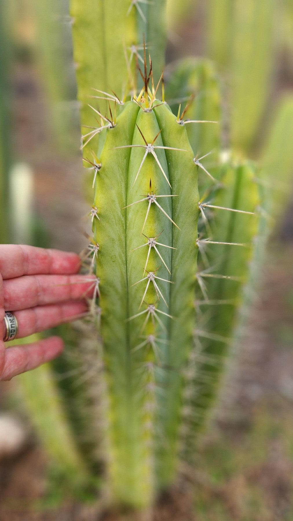 #EC309 EXACT Trichocereus Lost Label Cactus Cutting 7-8"-Cactus - Large - Exact-The Succulent Source