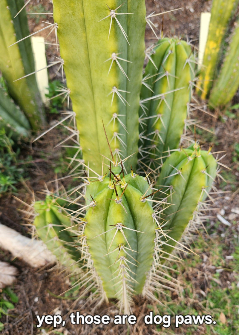 #EC309 EXACT Trichocereus Lost Label Cactus Cutting 7-8"
