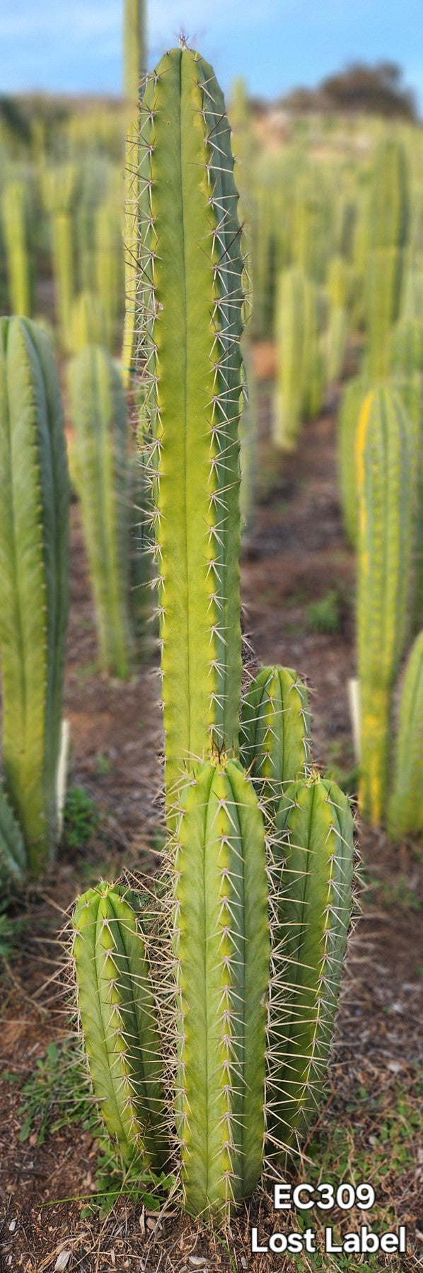 #EC309 EXACT Trichocereus Lost Label Cactus Cutting 7-8"