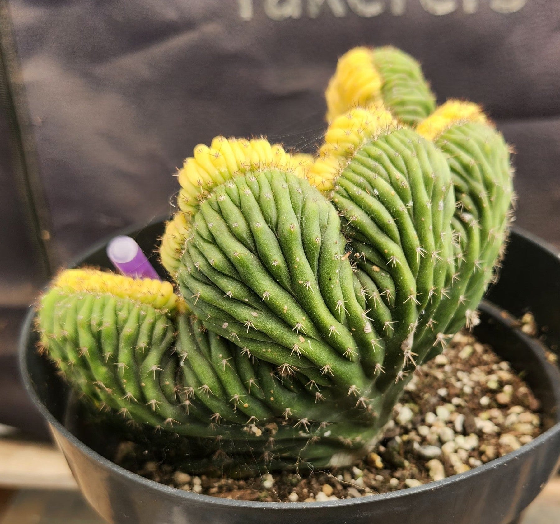 #EC31 EXACT Trichocereus Pachanoi Variegated Crested China Gold Cactus-Cactus - Large - Exact-The Succulent Source