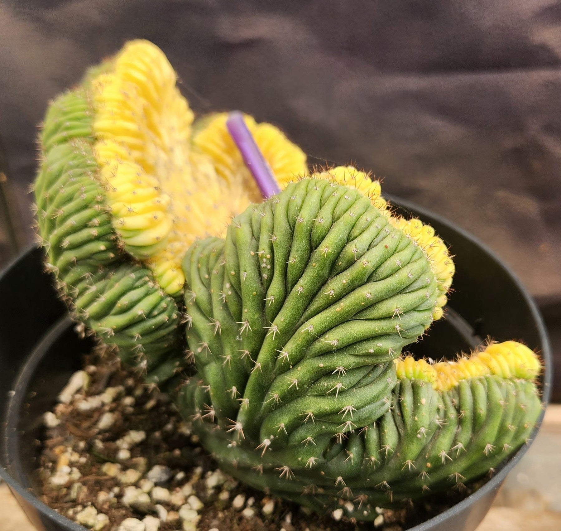 #EC31 EXACT Trichocereus Pachanoi Variegated Crested China Gold Cactus-Cactus - Large - Exact-The Succulent Source