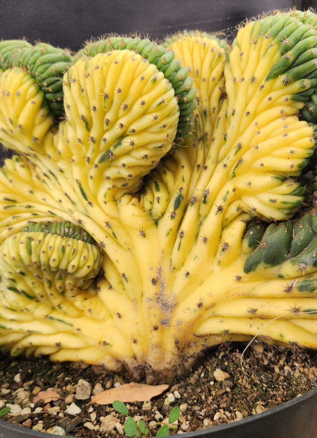 #EC31 EXACT Trichocereus Pachanoi Variegated Crested China Gold Cactus-Cactus - Large - Exact-The Succulent Source