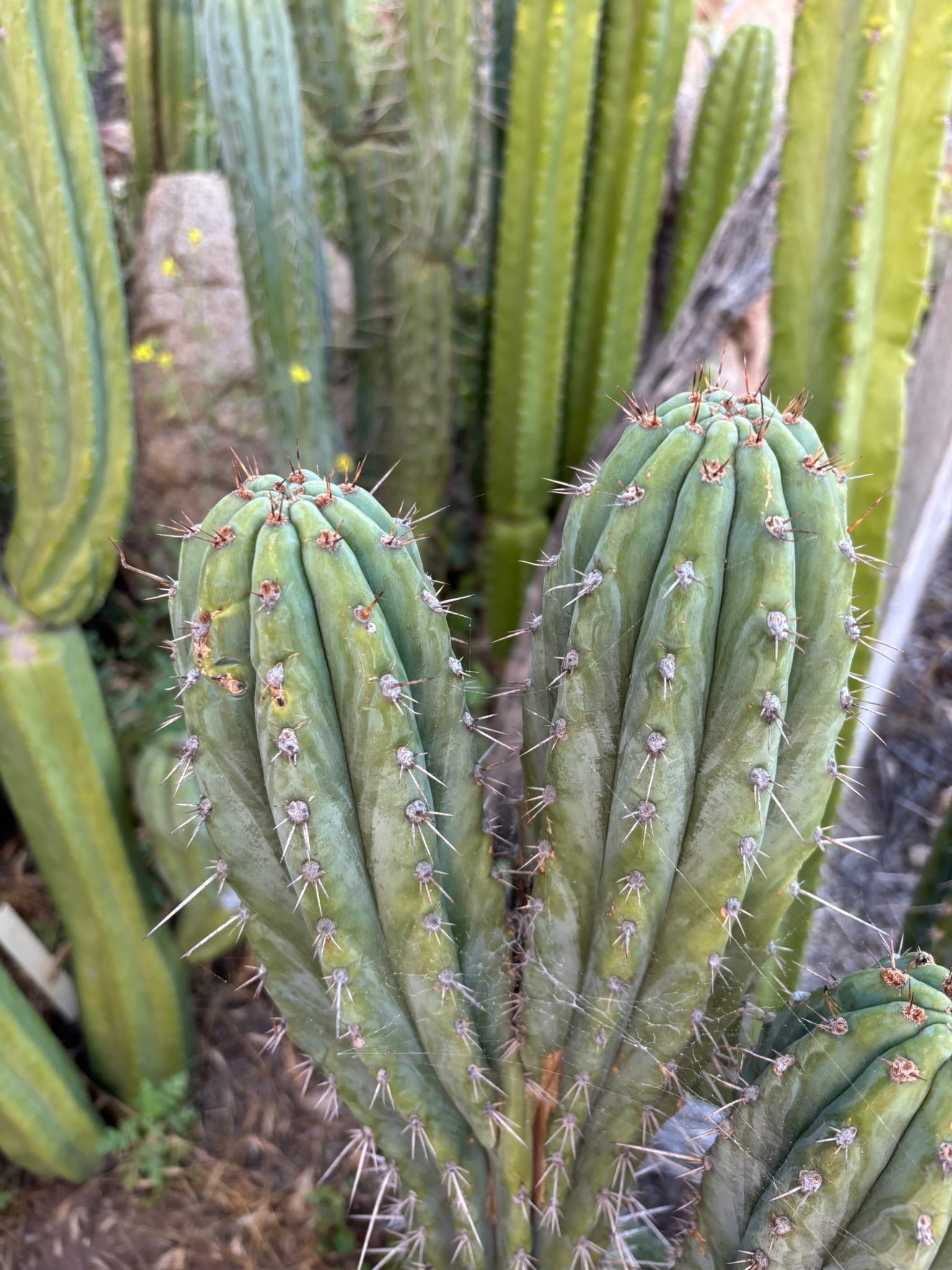 #EC31 EXACT Trichocereus Two Headed Monster Cactus Cutting 15”-Cactus - Large - Exact-The Succulent Source