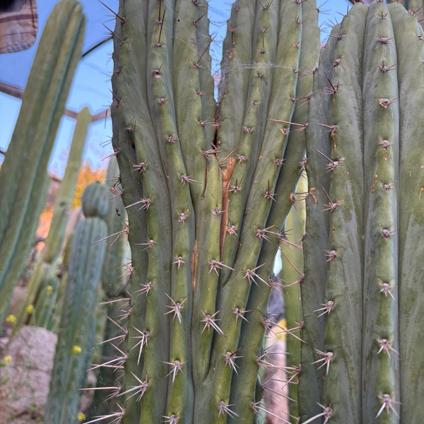 専用 1kg Trichocereus peruvianus /トップカット EC45-EXACT-Trichocereus-