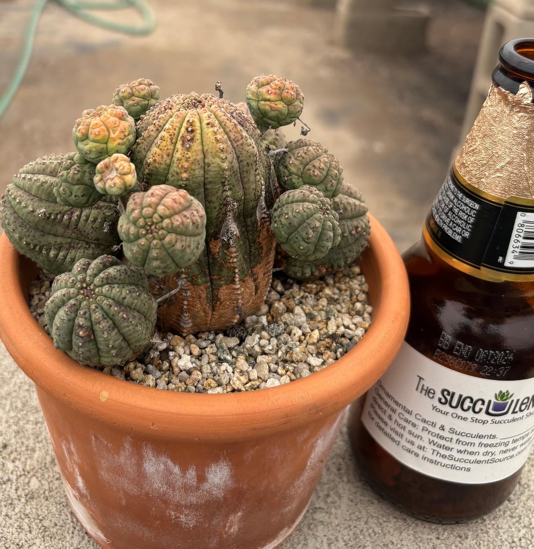 #EC311 Blaise’s EXACT Cactus & Euohorbia Potted Specimens-Cactus - Large - Exact-The Succulent Source