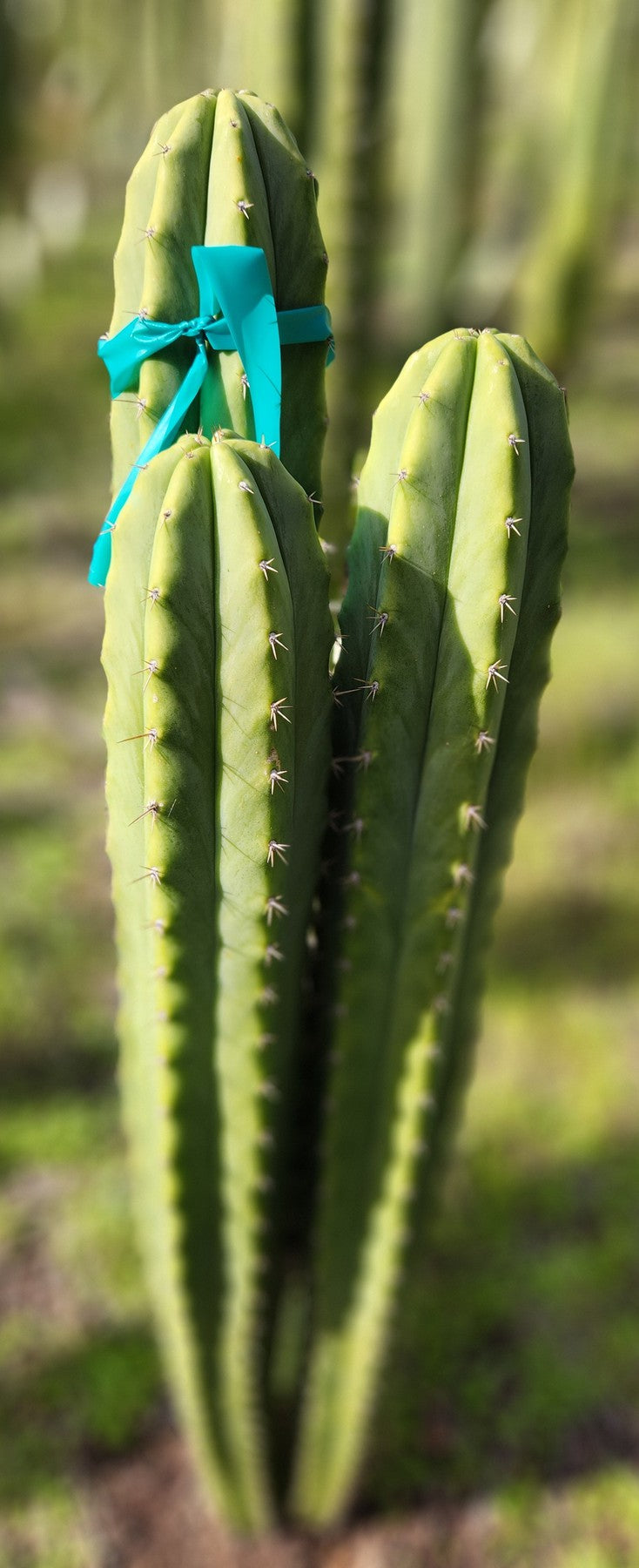 #EC311 EXACT Trichocereus Huanucabamba X Pach Oscar Cactus Cutting 10-12"-Cactus - Large - Exact-The Succulent Source