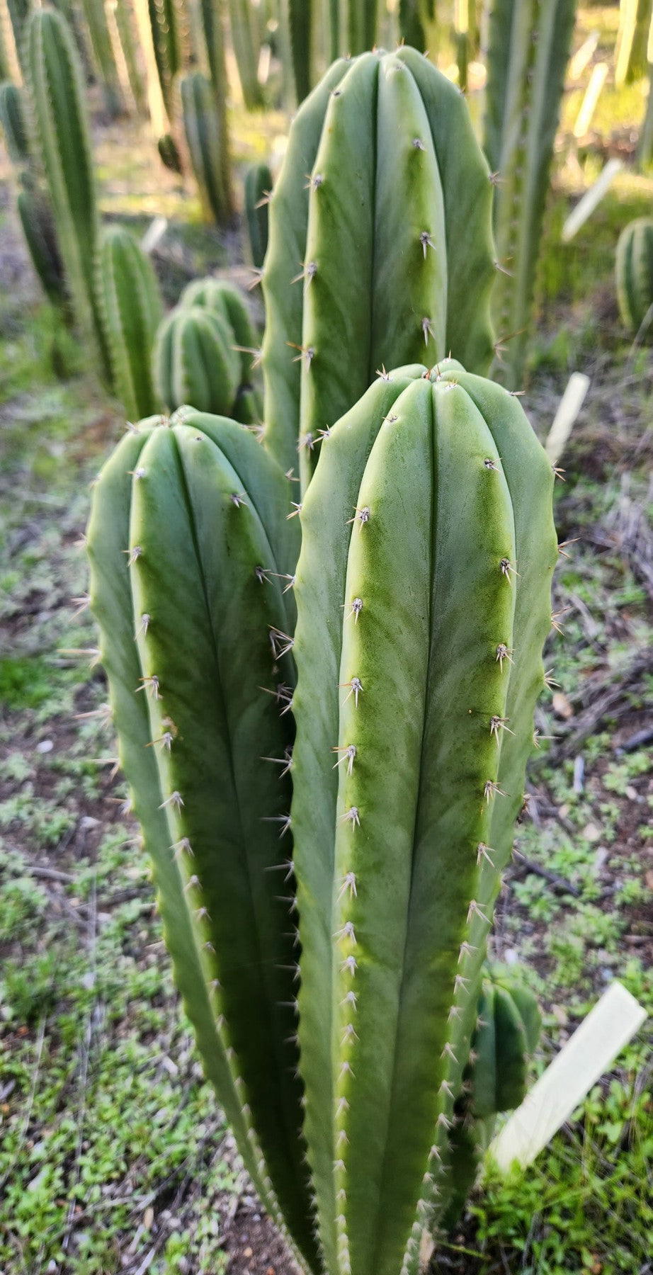 #EC311 EXACT Trichocereus Huanucabamba X Pach Oscar Cactus Cutting 10"-Cactus - Large - Exact-The Succulent Source