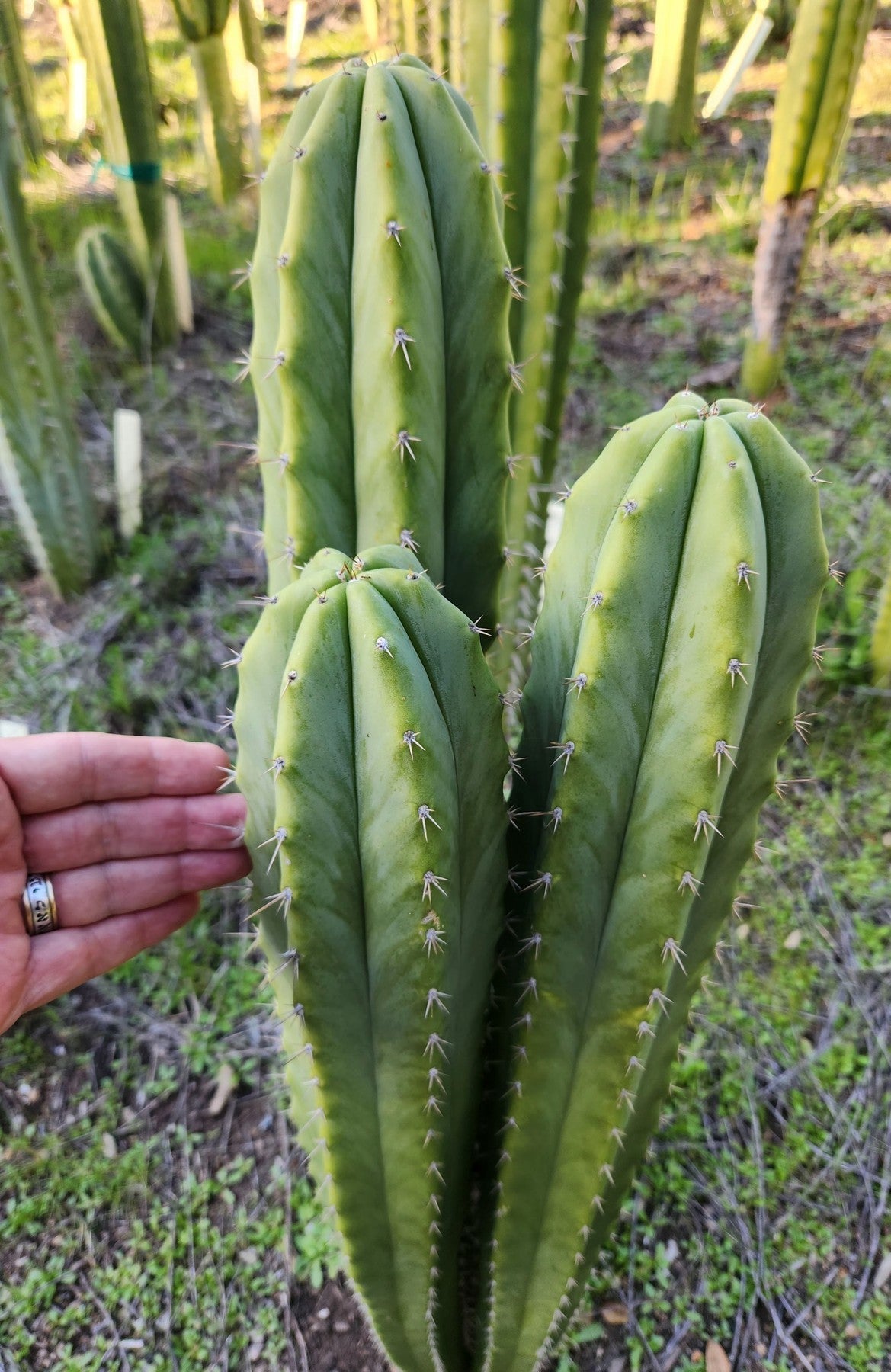 #EC311 EXACT Trichocereus Huanucabamba X Pach Oscar Cactus Cutting 10"-Cactus - Large - Exact-The Succulent Source