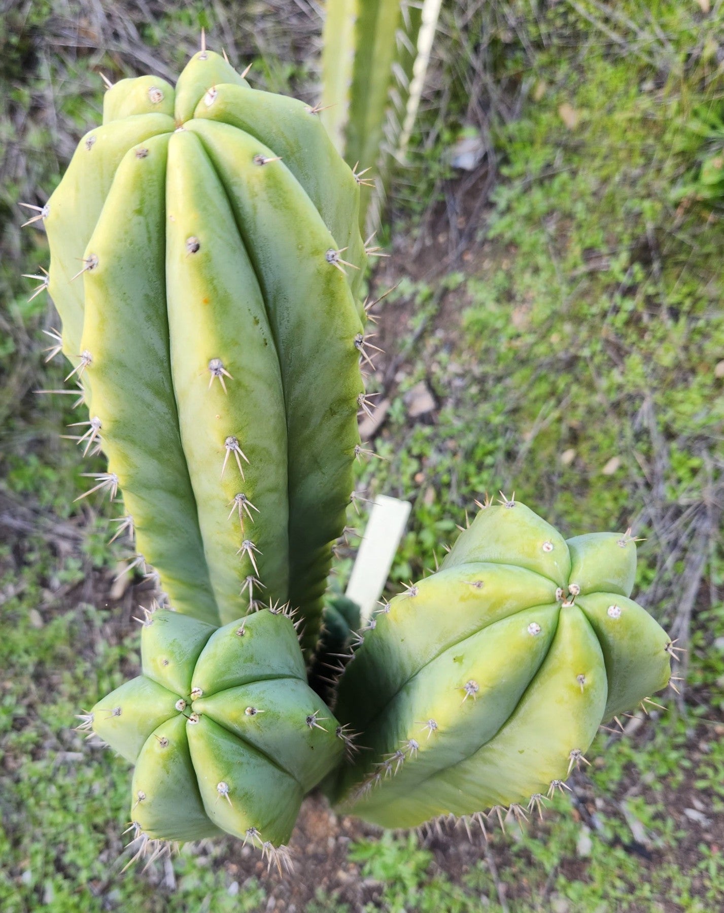 #EC311 EXACT Trichocereus Huanucabamba X Pach Oscar Cactus Cutting 10"-Cactus - Large - Exact-The Succulent Source