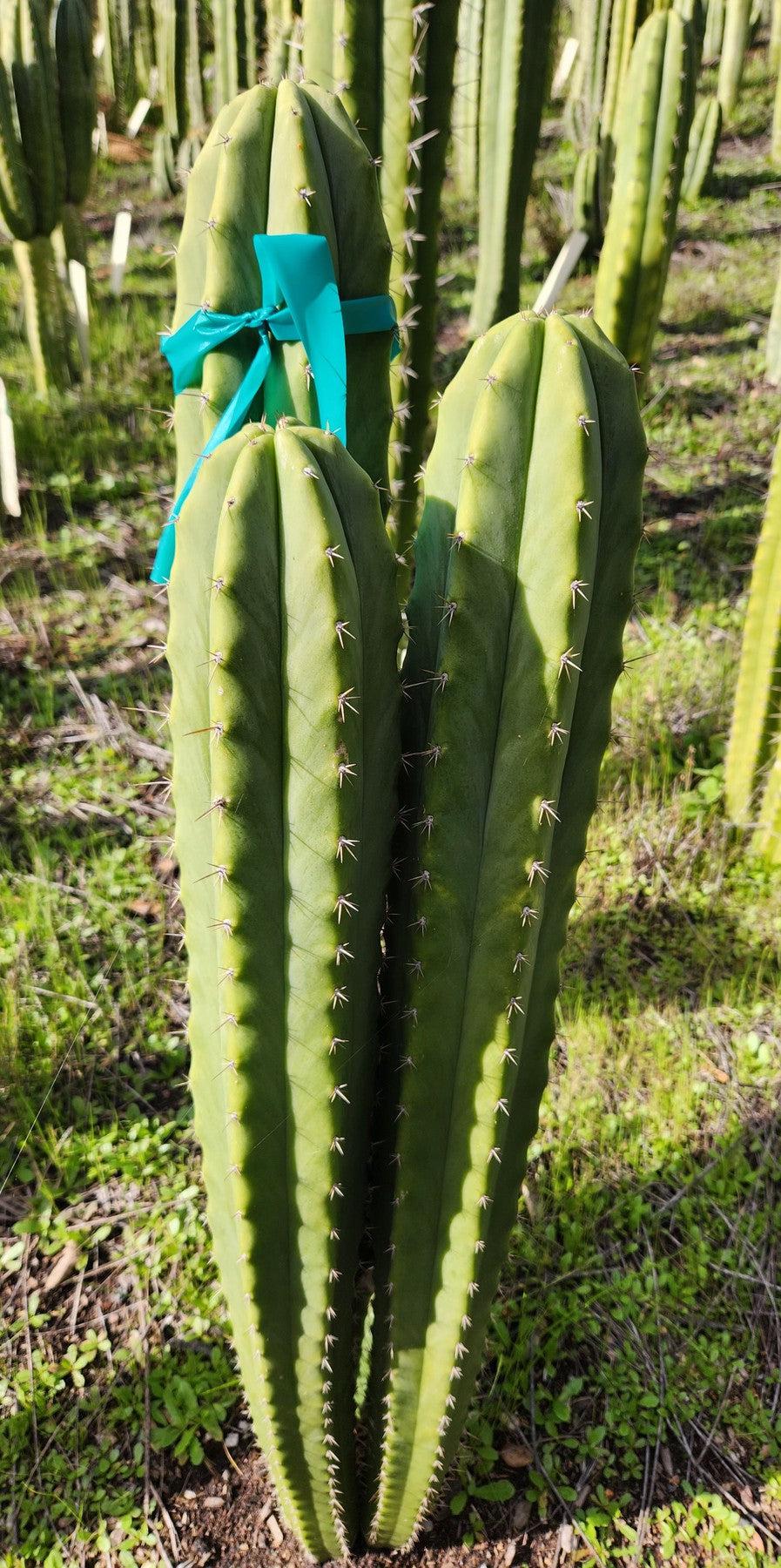 #EC311 EXACT Trichocereus Huanucabamba X Pach Oscar Cactus Cutting 10-12"-Cactus - Large - Exact-The Succulent Source