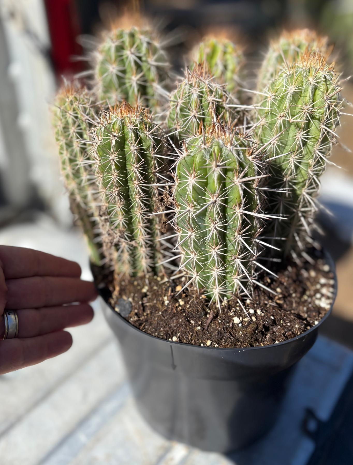 #EC311 EXACT Trichocereus OPEN-Cactus - Large - Exact-The Succulent Source