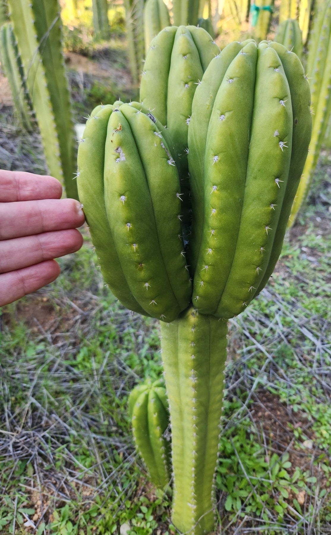 #EC312 EXACT Trichocereus Hybrid J1 X Sharxx Blue Cactus Cutting 6"-Cactus - Large - Exact-The Succulent Source