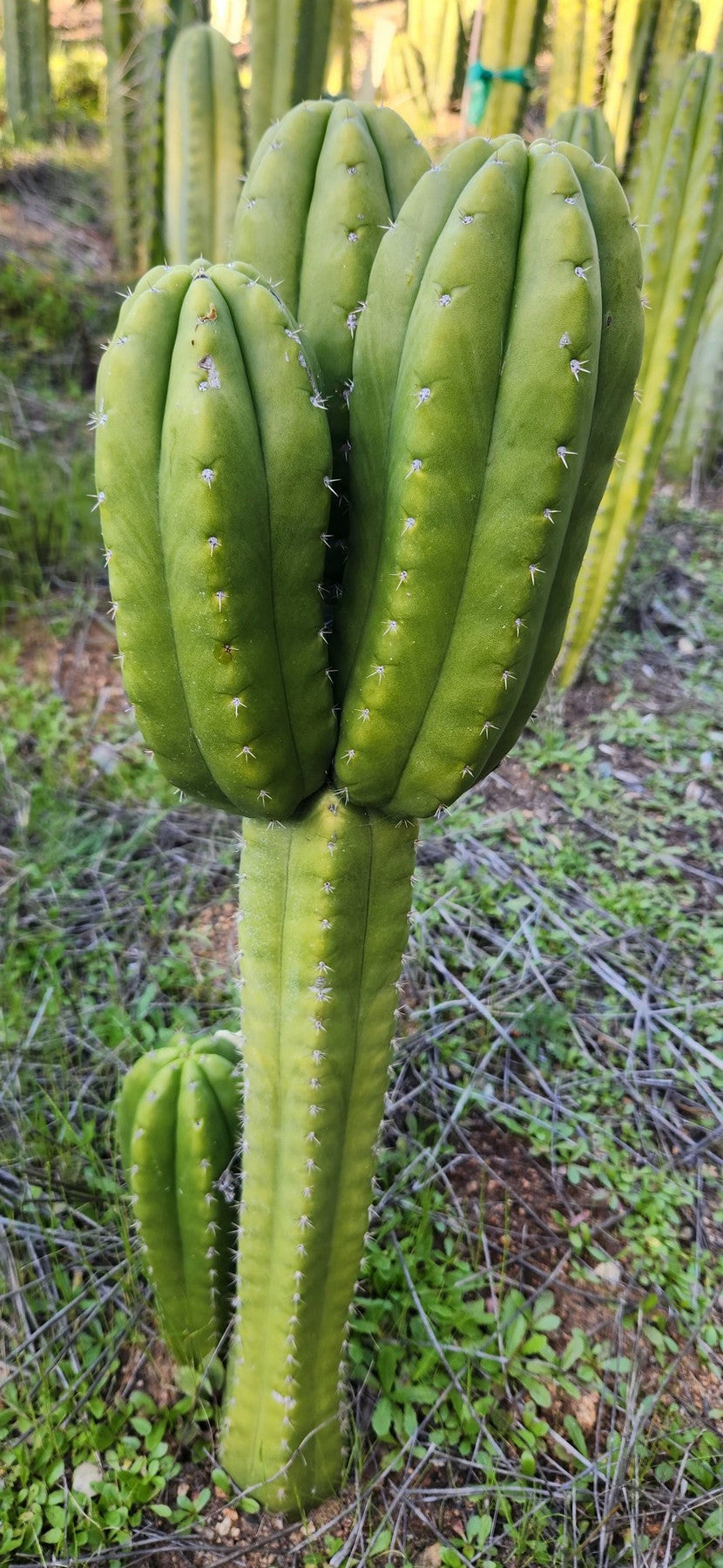 #EC312 EXACT Trichocereus Hybrid J1 X Sharxx Blue Cactus Cutting 6"-Cactus - Large - Exact-The Succulent Source