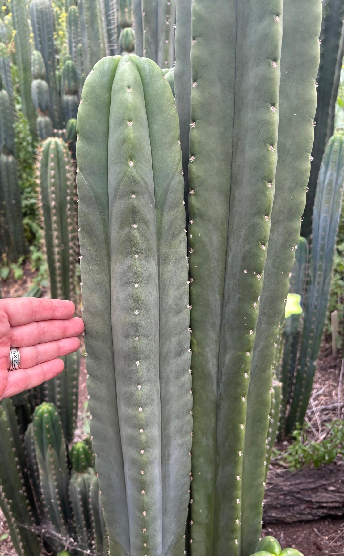 #EC312 EXACT Trichocereus Pachanoi X Peruvianus “Launch” Cactus Cutting 14”-Cactus - Large - Exact-The Succulent Source