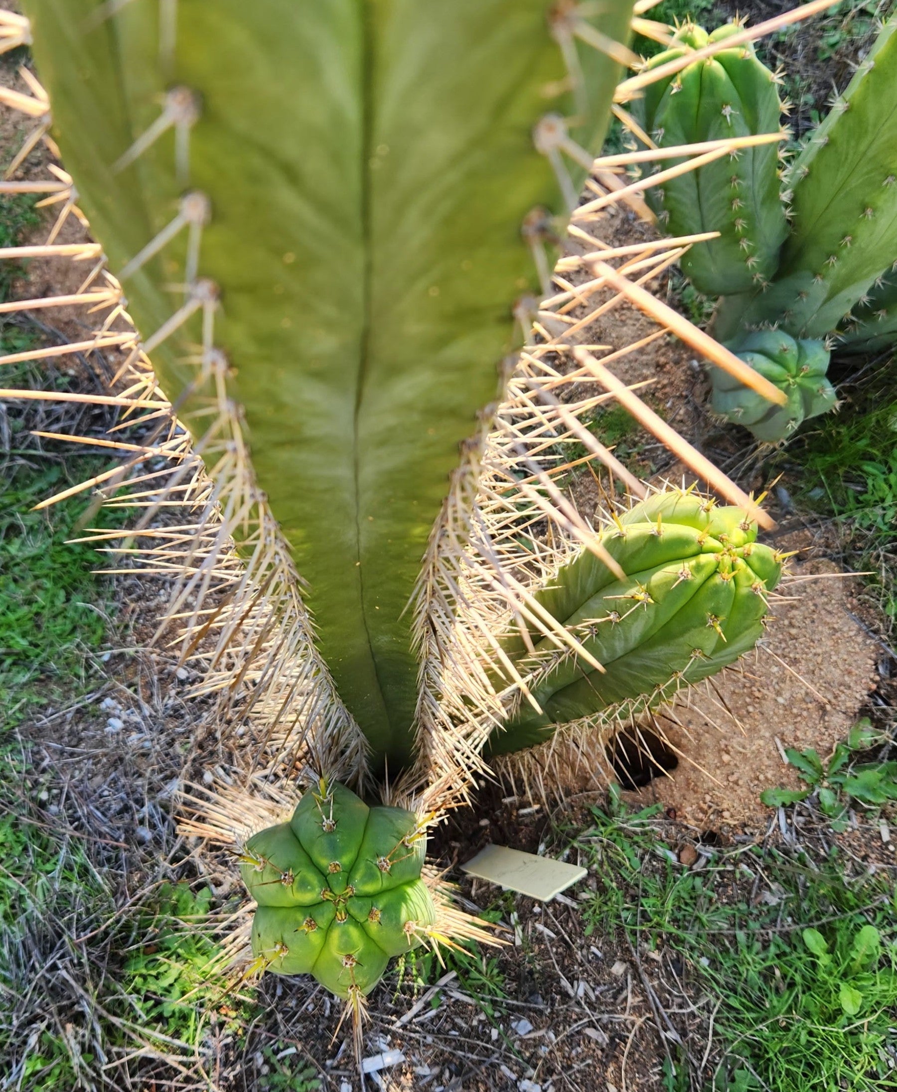 #EC313 EXACT Trichocereus Hybrid SS0201 X Pachanoi LER Cactus Cutting 8-10"-Cactus - Large - Exact-The Succulent Source