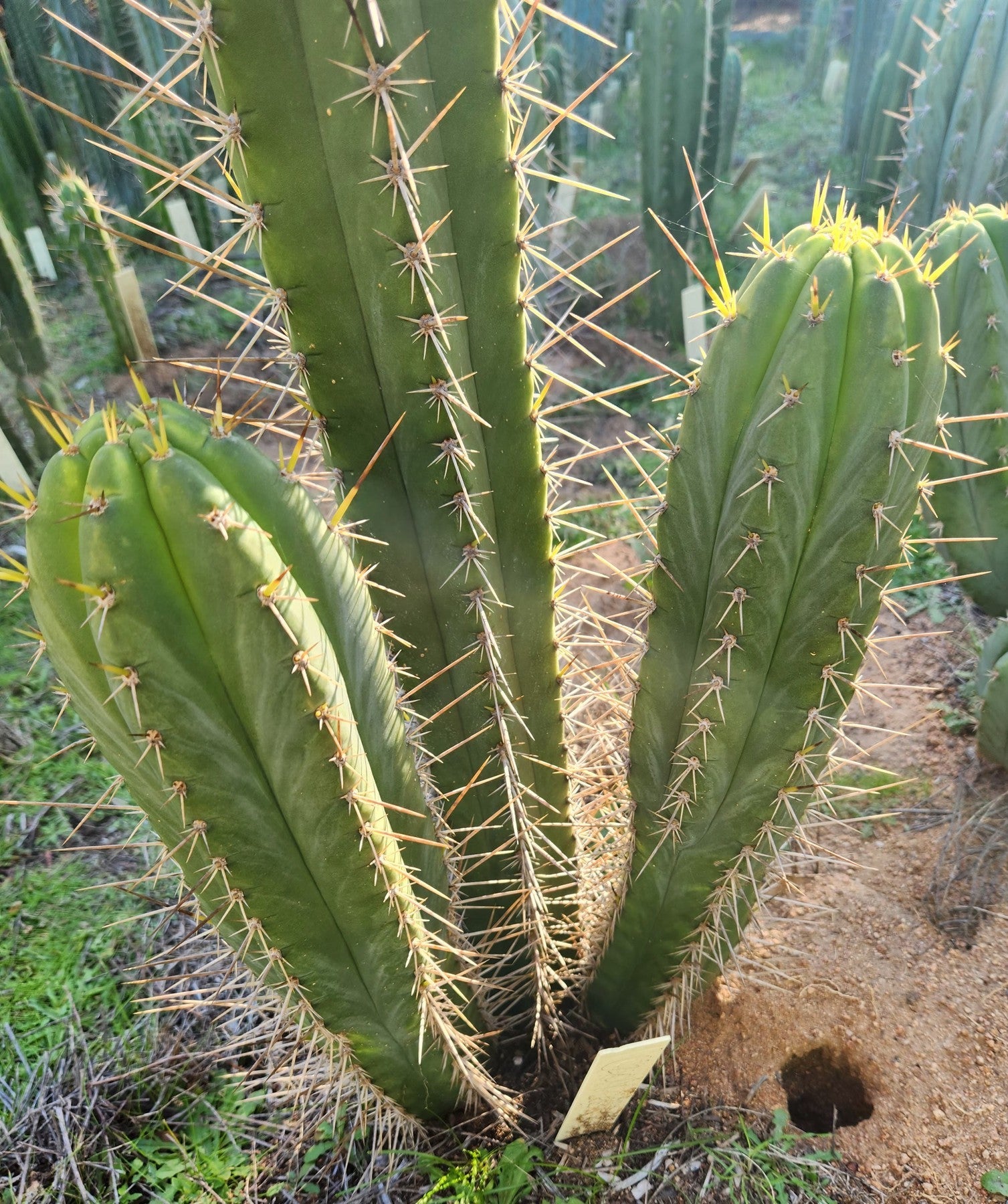 #EC313 EXACT Trichocereus Hybrid SS0201 X Pachanoi LER Cactus Cutting 8-10"-Cactus - Large - Exact-The Succulent Source