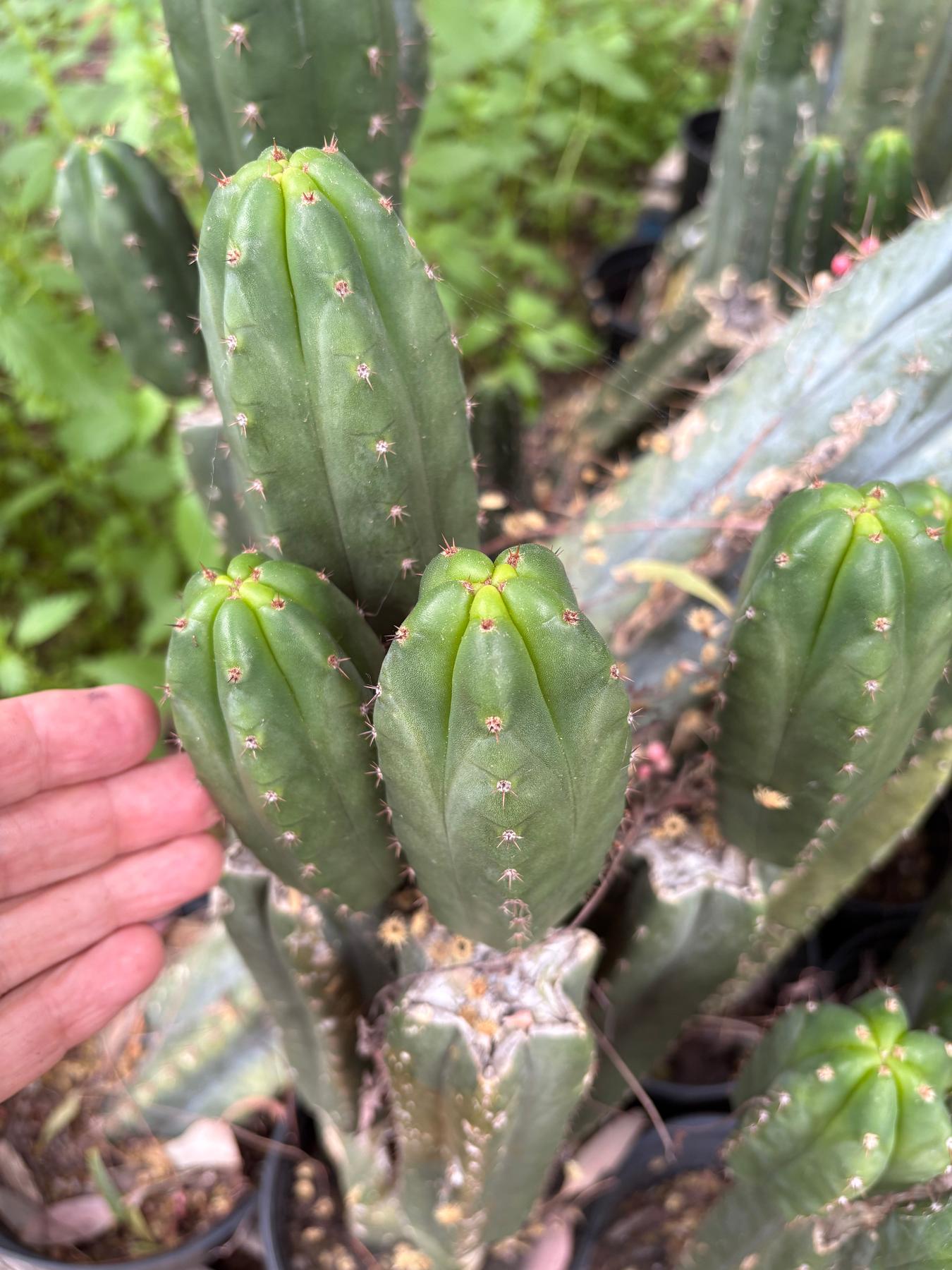 #EC313 EXACT Trichocereus Pachanoi LER Cactus Cutting 4-5”-Cactus - Large - Exact-The Succulent Source