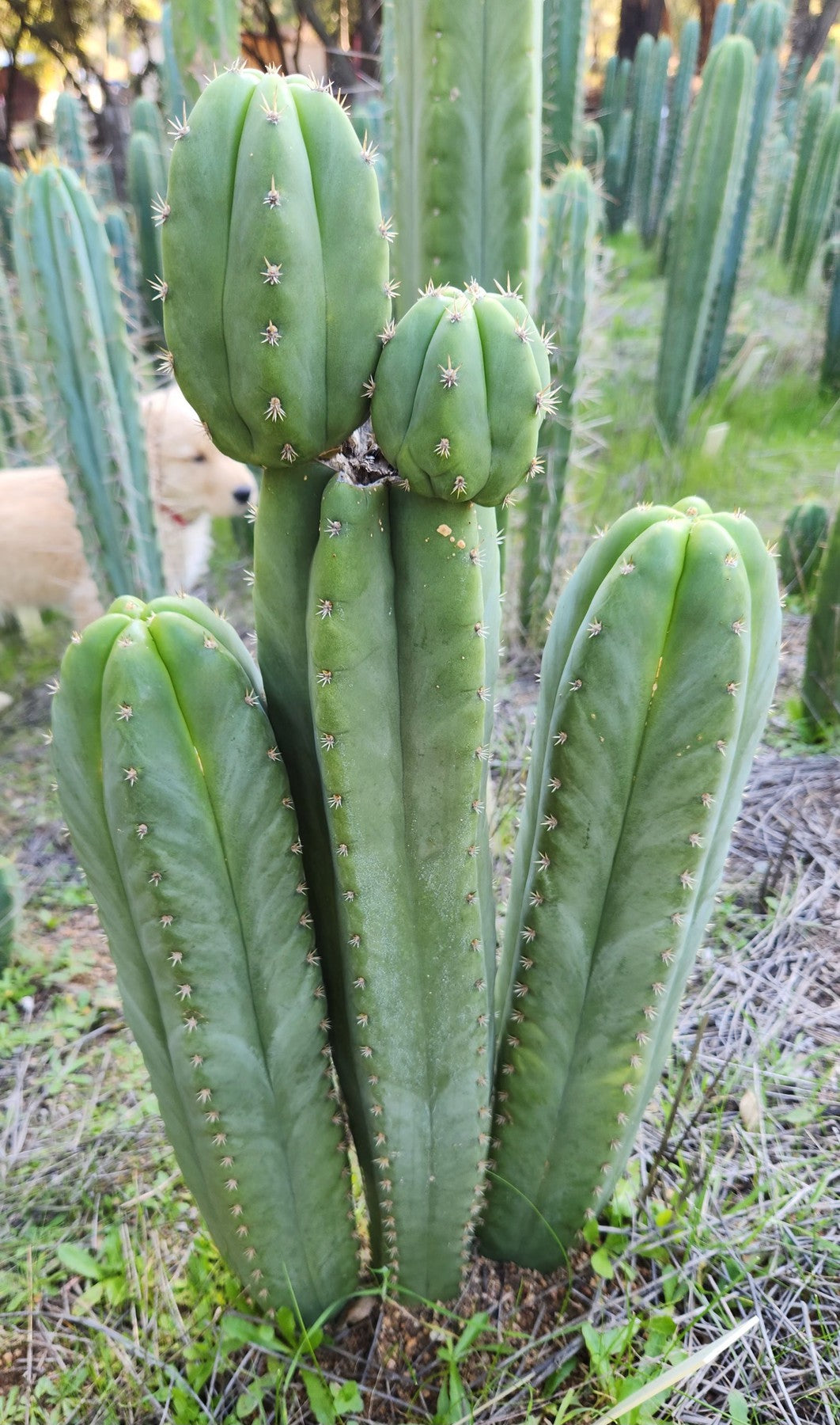 #EC314 EXACT Trichocereus Hybrid Scopulicola X Bridgesii KGC Cactus Cutting 8"-Cactus - Large - Exact-The Succulent Source