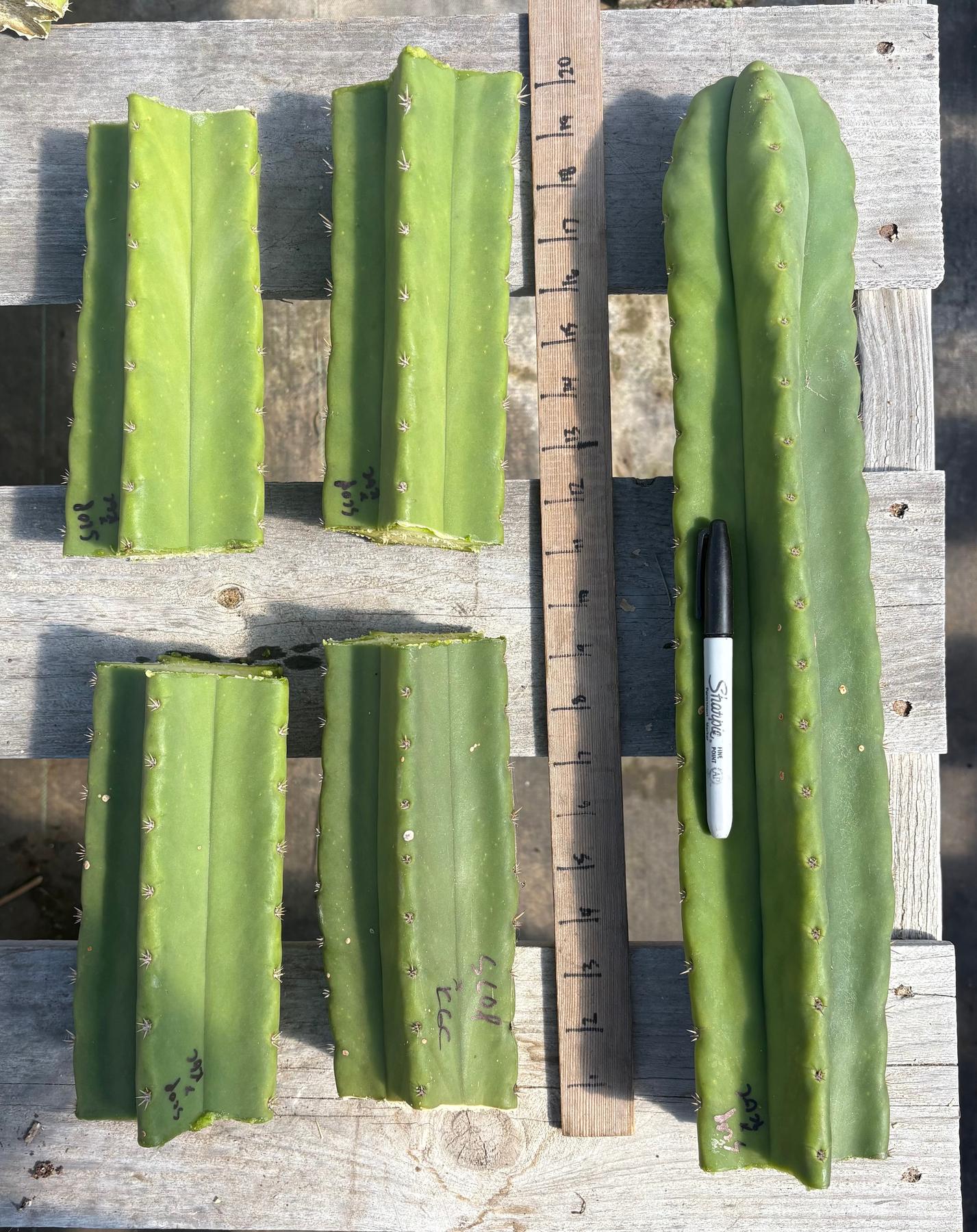 #EC314 EXACT Trichocereus Hybrid Scopulicola X Bridgesii KGC Cactus Cuttings-Cactus - Large - Exact-The Succulent Source