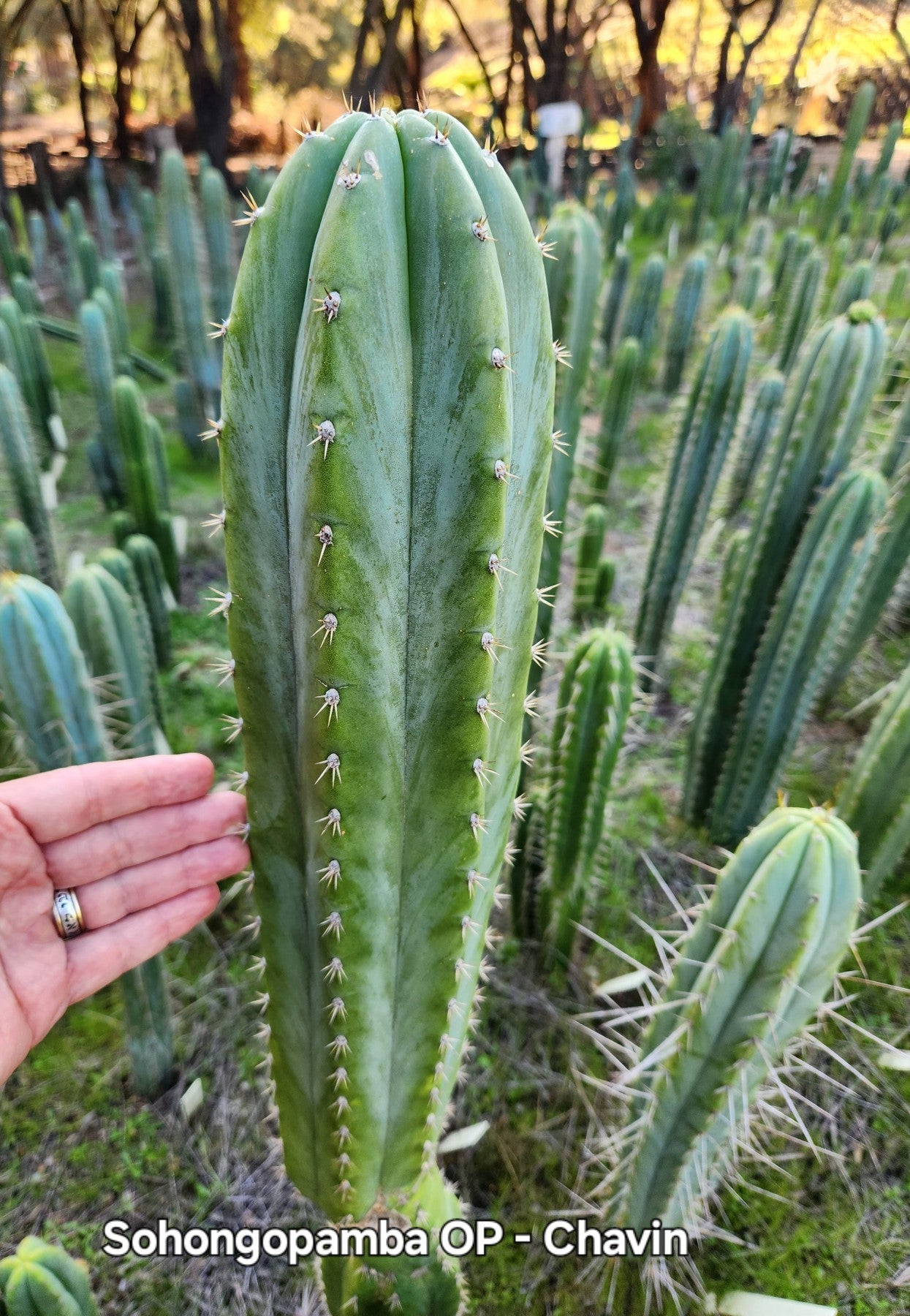 #EC315 EXACT Trichocereus Pachanoi Sohongopamba OP Cactus Cutting 8"-Cactus - Large - Exact-The Succulent Source