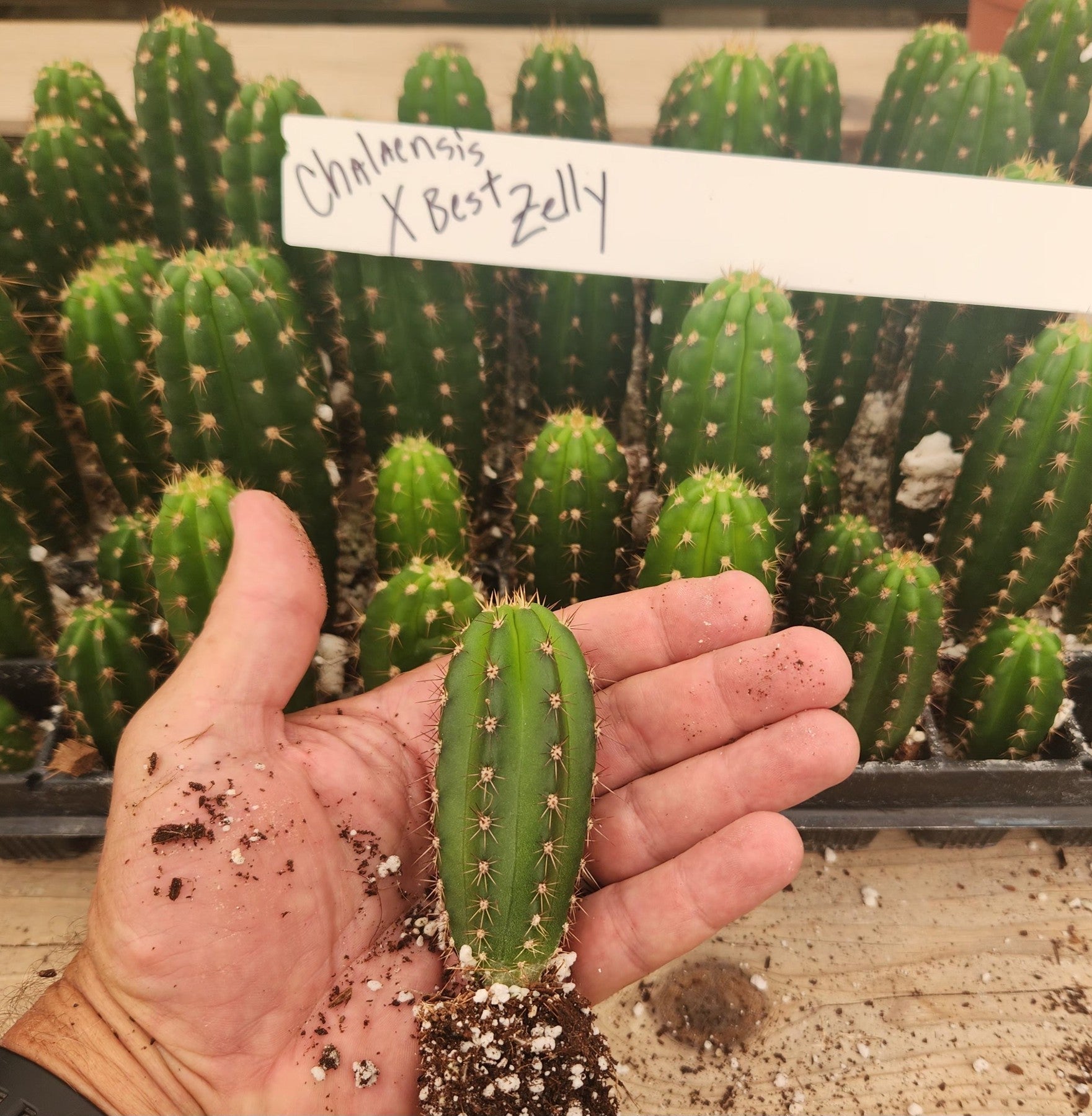 #EC316 EXACT Trichocereus Hybrid Chalaensis X Zelly Cactus Seedling 2-3"-Cactus - Large - Exact-The Succulent Source