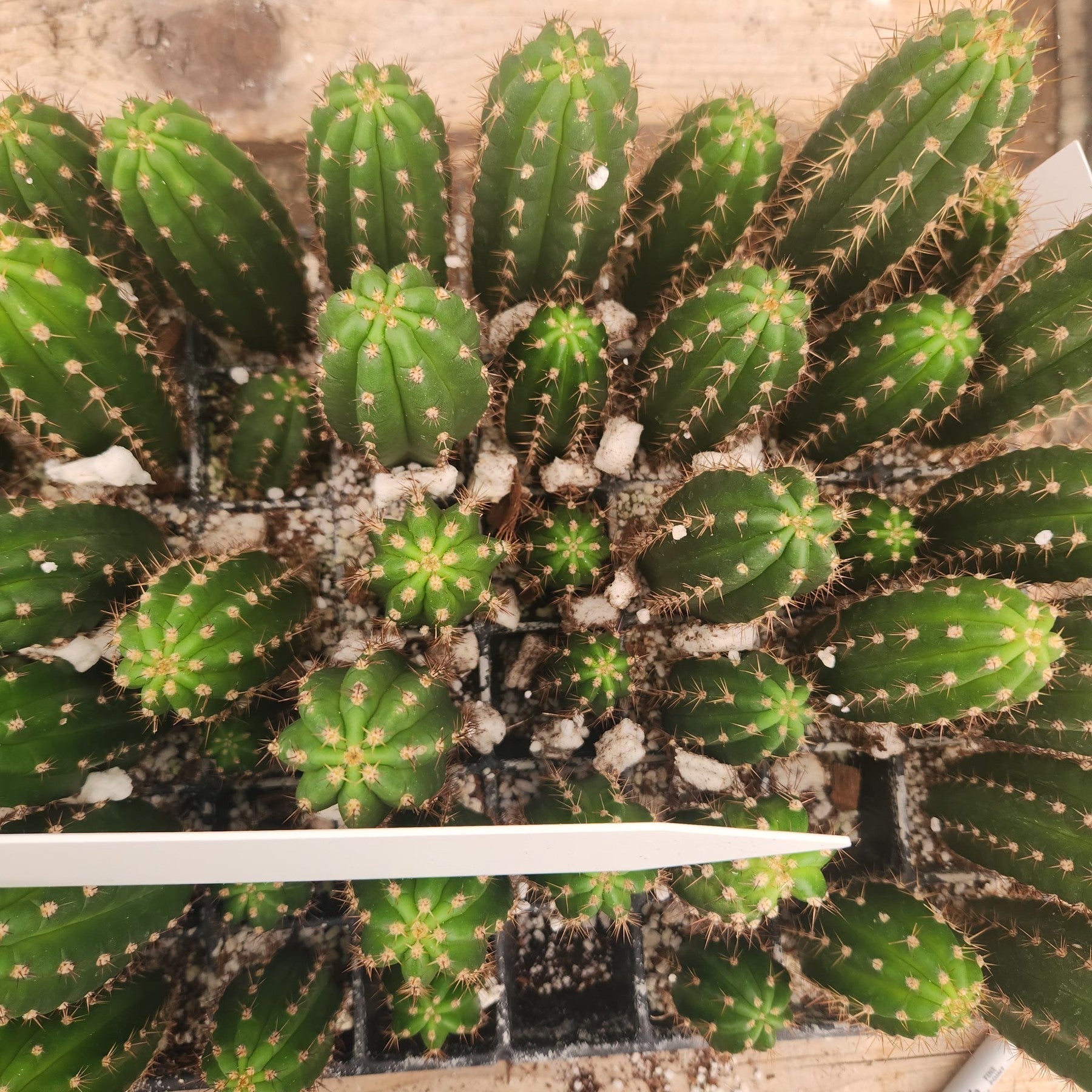 #EC316 EXACT Trichocereus Hybrid Chalaensis X Zelly Cactus Seedling 2-3"-Cactus - Large - Exact-The Succulent Source