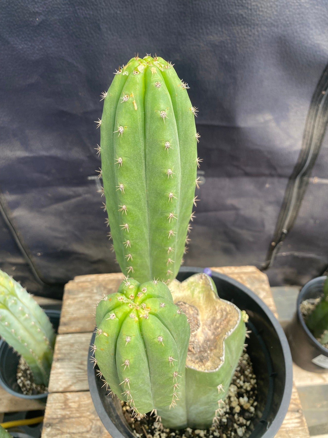 #EC316 EXACT Trichocereus Hybrid Peru Millz X Zelly-7 Cactus Cutting 6"-Cactus - Large - Exact-The Succulent Source