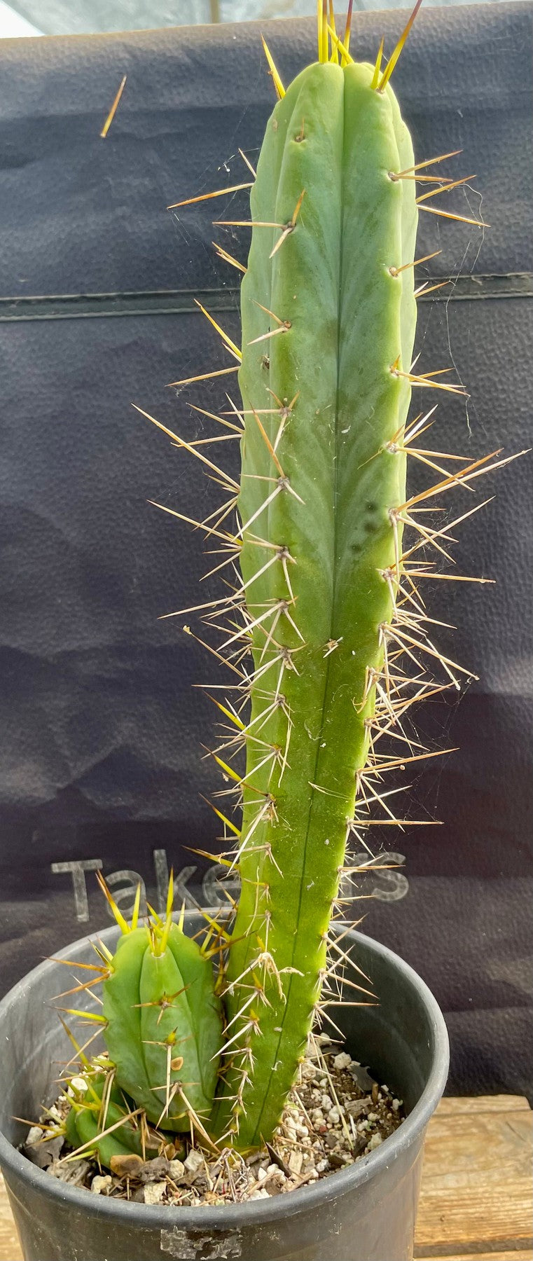 #EC317 EXACT Trichocereus Hybrid KGC X Wowie Cactus-Cactus - Large - Exact-The Succulent Source