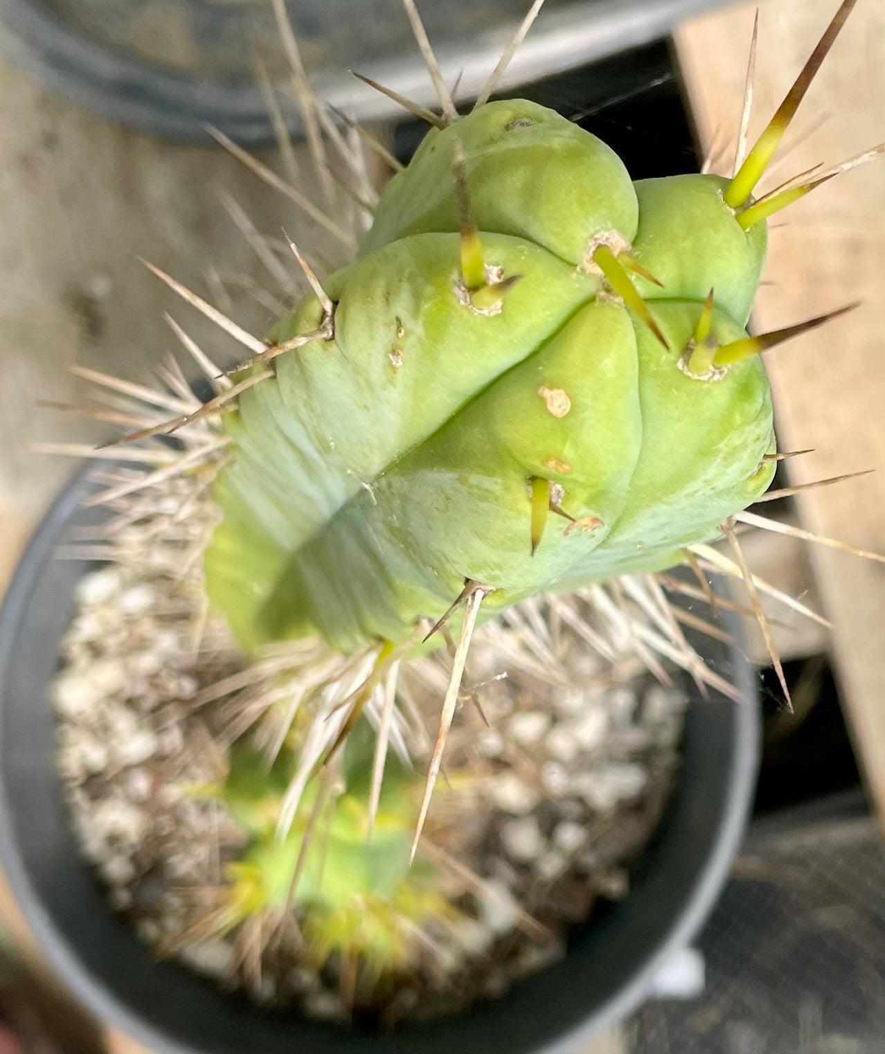 #EC317 EXACT Trichocereus Hybrid KGC X Wowie Cactus-Cactus - Large - Exact-The Succulent Source