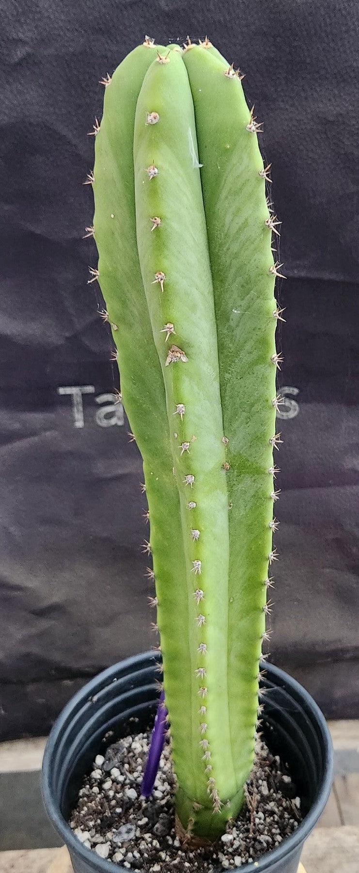 #EC317 EXACT Trichocereus Hybrid LumberJack X Malo4 Cactus 17"-Cactus - Large - Exact-The Succulent Source