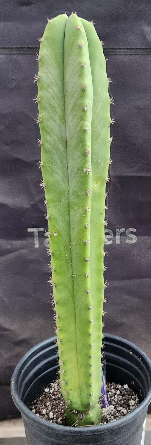 #EC317 EXACT Trichocereus Hybrid LumberJack X Malo4 Cactus 17"-Cactus - Large - Exact-The Succulent Source