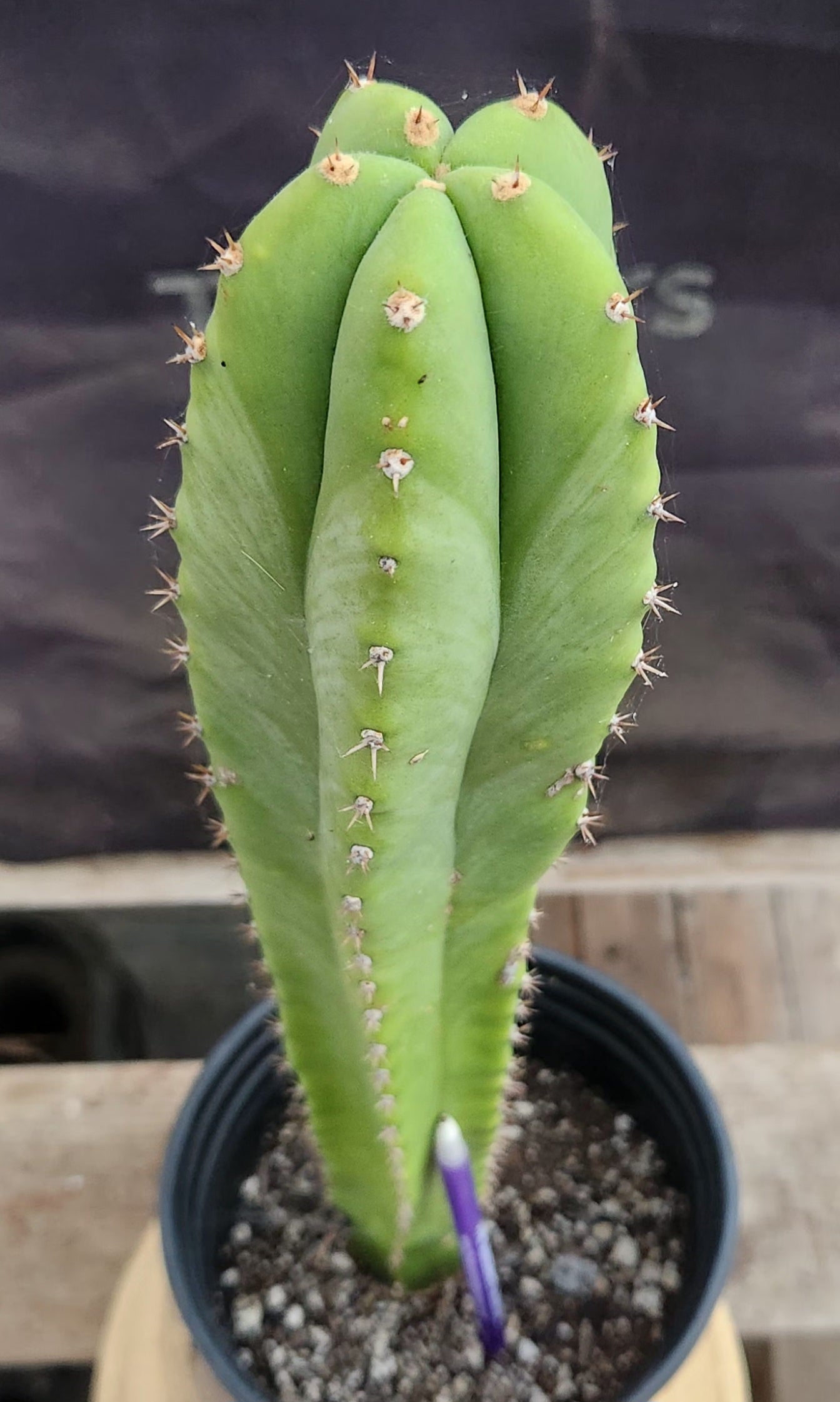 #EC317 EXACT Trichocereus Hybrid LumberJack X Malo4 Cactus 17"-Cactus - Large - Exact-The Succulent Source