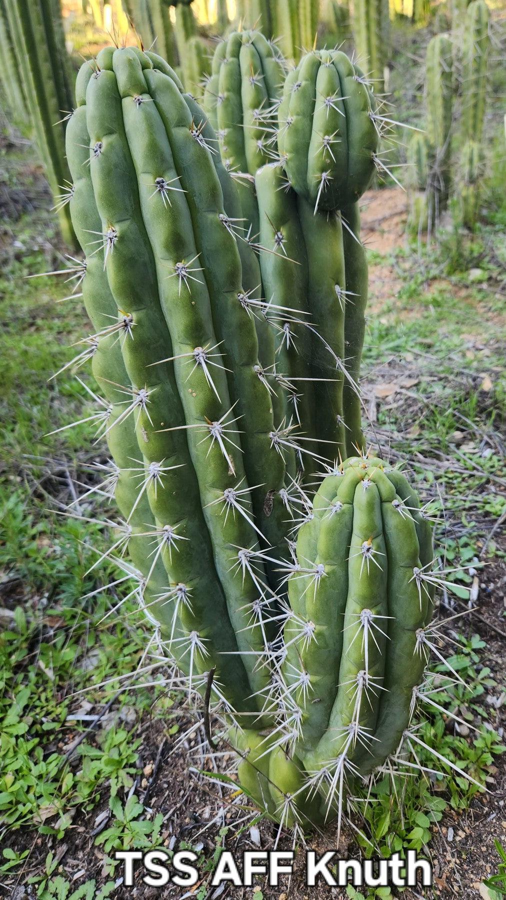 #EC318 EXACT Trichocereus TSS AFF Knuthianus Cactus Cutting 8"-Cactus - Large - Exact-The Succulent Source