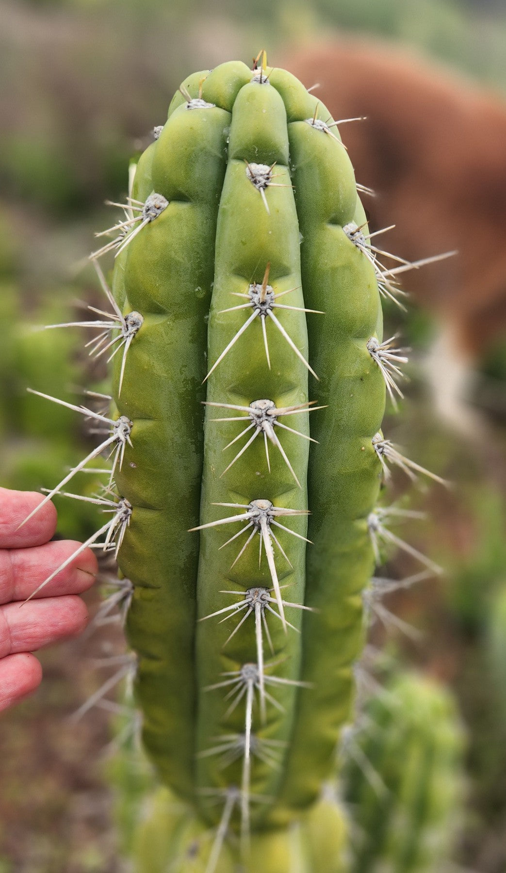 #EC318 EXACT Trichocereus TSS AFF Knuthianus Cactus Cutting 8"-Cactus - Large - Exact-The Succulent Source